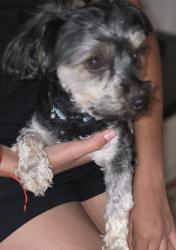 Found/Stray Male Dog last seen Dunbar st, Palmdale, CA 93350