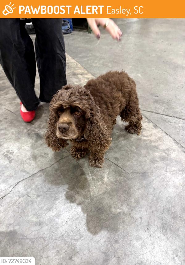 Found/Stray Unknown Dog last seen RSH Decor Warehouse, Easley, SC 29642
