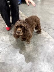 Found/Stray Unknown Dog last seen RSH Decor Warehouse, Easley, SC 29642