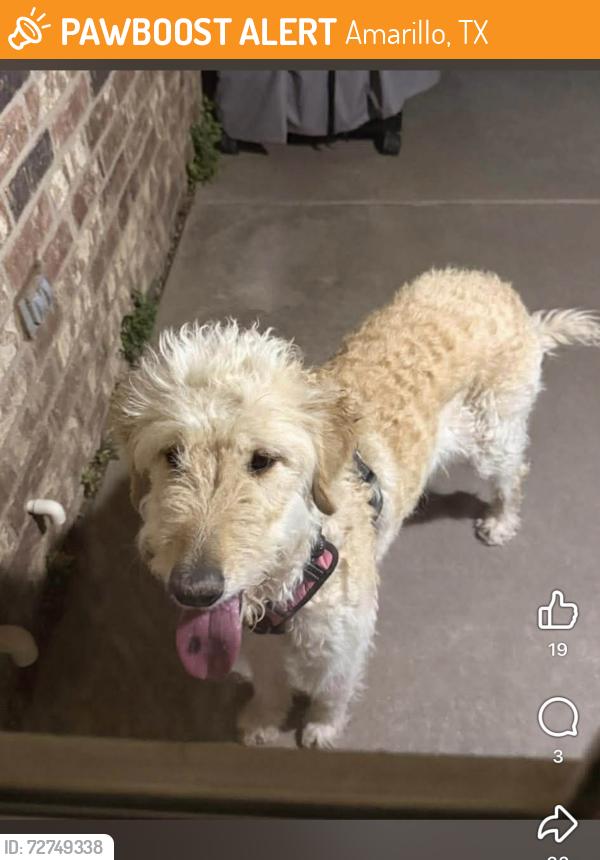 Found/Stray Female Dog last seen Soncy , Amarillo, TX 79121