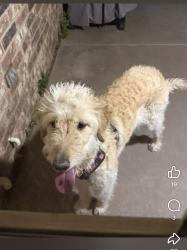 Found/Stray Female Dog last seen Soncy , Amarillo, TX 79121