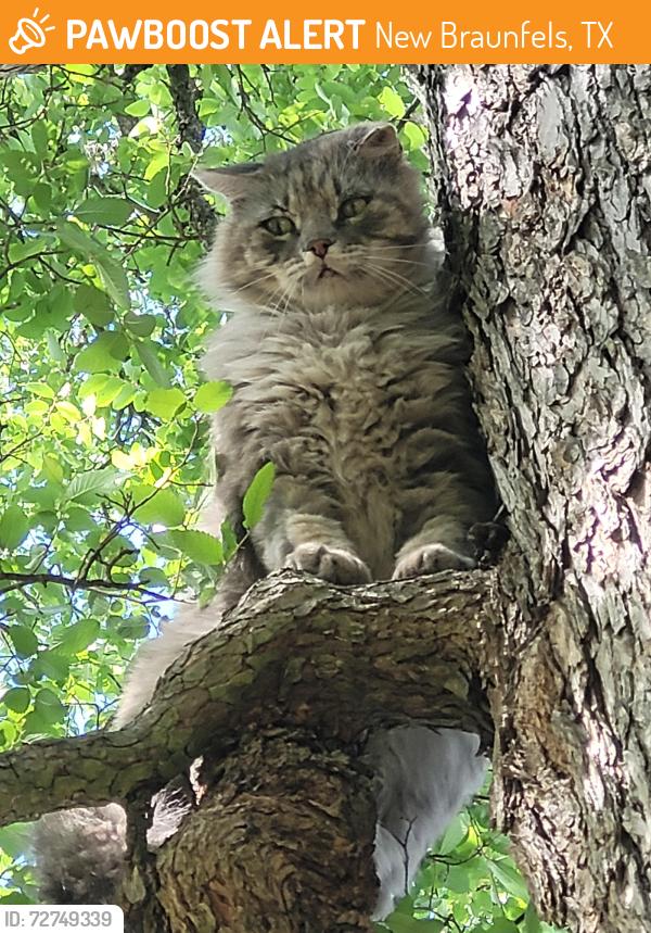 Found/Stray Unknown Cat last seen Diretto Drive and Appalachian , New Braunfels, TX 78132
