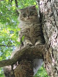 Found/Stray Unknown Cat last seen Diretto Drive and Appalachian , New Braunfels, TX 78132