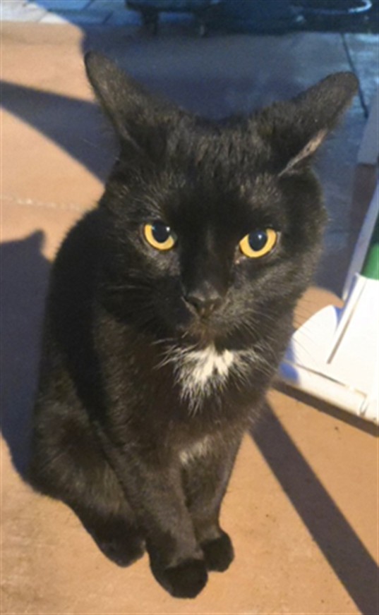 Shelter Stray Unknown Cat last seen SANDRIDGE CIR EUSTIS, 12280 County Rd 448, Tavares, FL 32778, USA