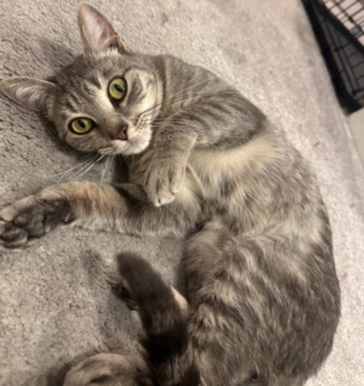 Shelter Stray Female Cat last seen , Los Angeles, CA 90025