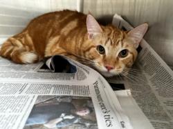 Shelter Stray Male Cat last seen , Los Angeles, CA 90025