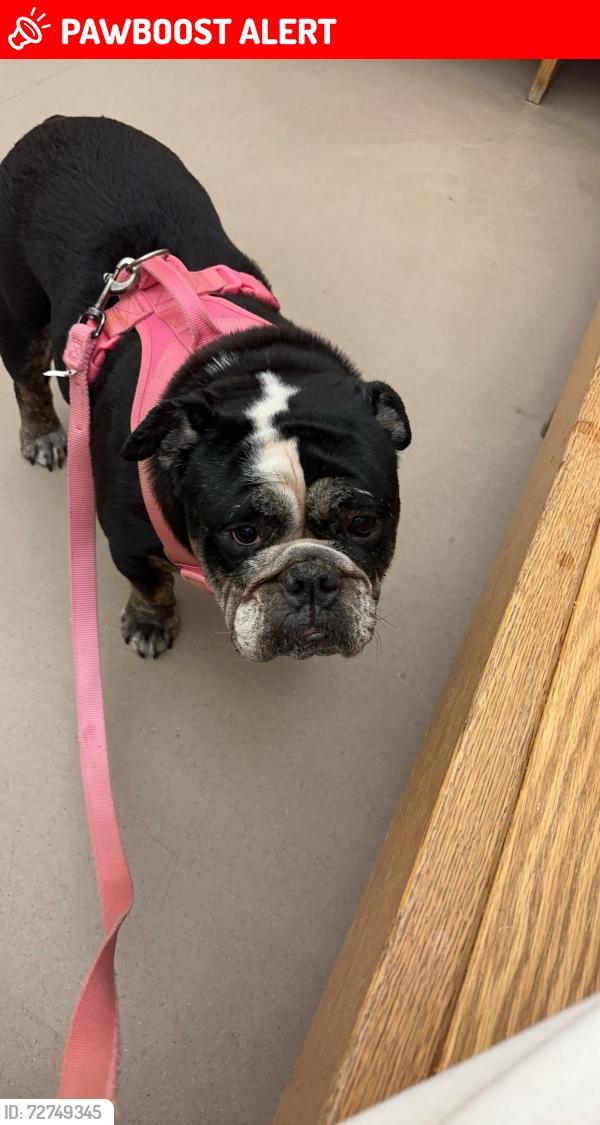 Lost Female Dog last seen Pebble Beach, Davidson County, NC 27292