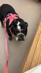 Lost Female Dog last seen Pebble Beach, Davidson County, NC 27292