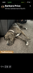 Lost Female Dog last seen Silver creek , White Settlement, TX 76108