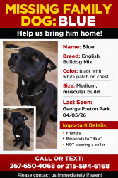 Lost Male Dog last seen George Poston Park, Lowell, NC, Lowell, NC 28098