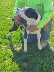 Found/Stray Male Dog last seen Joy park, Akron, OH 44306