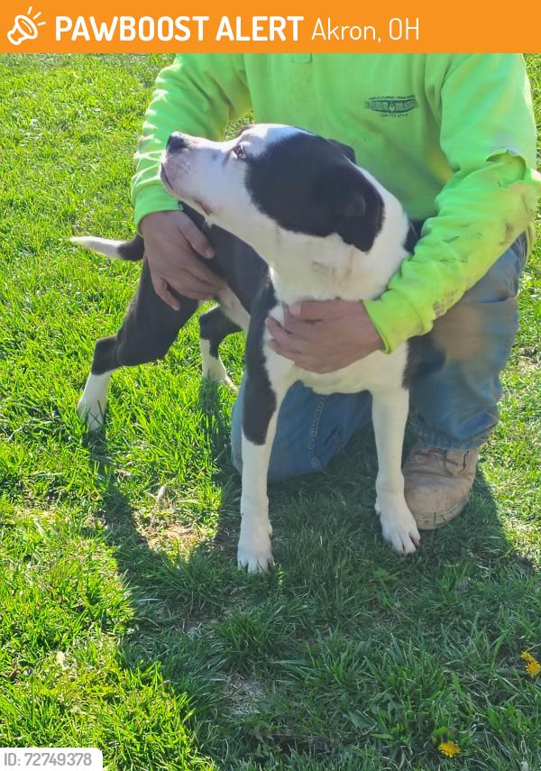 Found/Stray Male Dog last seen Joy park, Akron, OH 44306