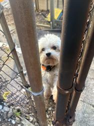 Found/Stray Male Dog last seen Backyard of 1506 dixmont , Cincinnati, OH 45207