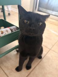 Lost Male Cat last seen Normandy Blvd, , Holiday, FL 34691