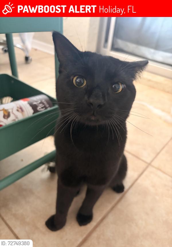 Lost Male Cat last seen Normandy Blvd, , Holiday, FL 34691