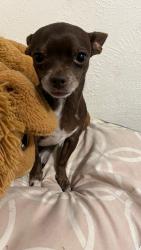 Reunited Female Dog last seen Center and skyline , Grand Prairie, TX 75051