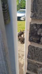 Found/Stray Unknown Dog last seen Dorsey rd, Hampton, GA 30228