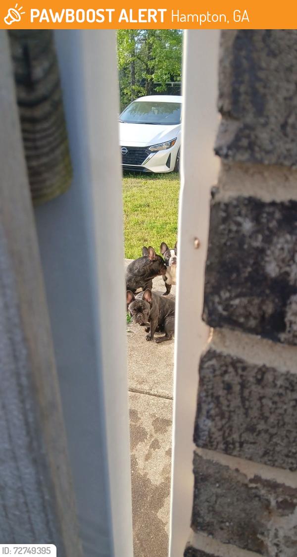 Found/Stray Unknown Dog last seen Dorsey rd, Hampton, GA 30228