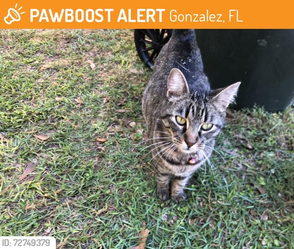 Found/Stray Female Cat last seen goldenrod and woodlake dr, cantonment,fl, Gonzalez, FL 32533