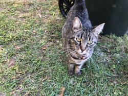 Found/Stray Female Cat last seen goldenrod and woodlake dr, cantonment,fl, Gonzalez, FL 32533