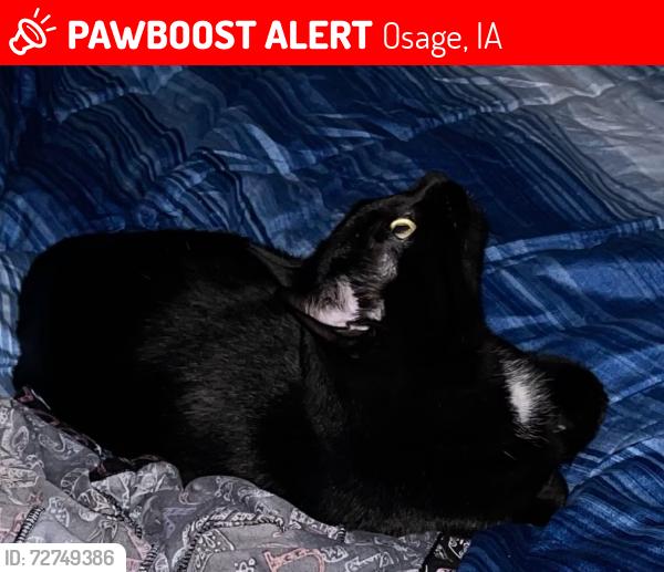 Lost Male Cat last seen 12th Street right behind the laundromat, Osage, IA 50461