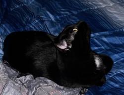 Lost Male Cat last seen 12th Street right behind the laundromat, Osage, IA 50461