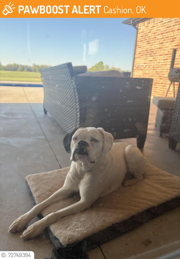 Found/Stray Female Dog last seen 860rd and County line rd, Cashion, OK 73016