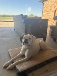 Found/Stray Female Dog last seen 860rd and County line rd, Cashion, OK 73016