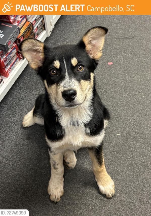 Found/Stray Female Dog last seen Campobello, Campobello, SC 29322