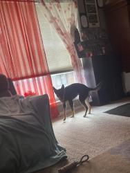 Lost Female Dog last seen Prado north apmts , Atlanta, GA 30342