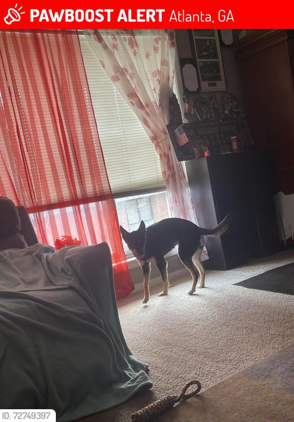 Lost Female Dog last seen Prado north apmts , Atlanta, GA 30342