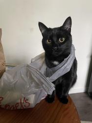 Lost Female Cat last seen Federal Way, Apple St, , Boise, ID 83716