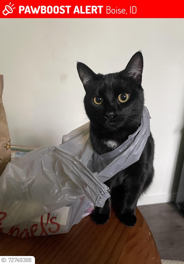 Lost Female Cat last seen Federal Way, Apple St, , Boise, ID 83716