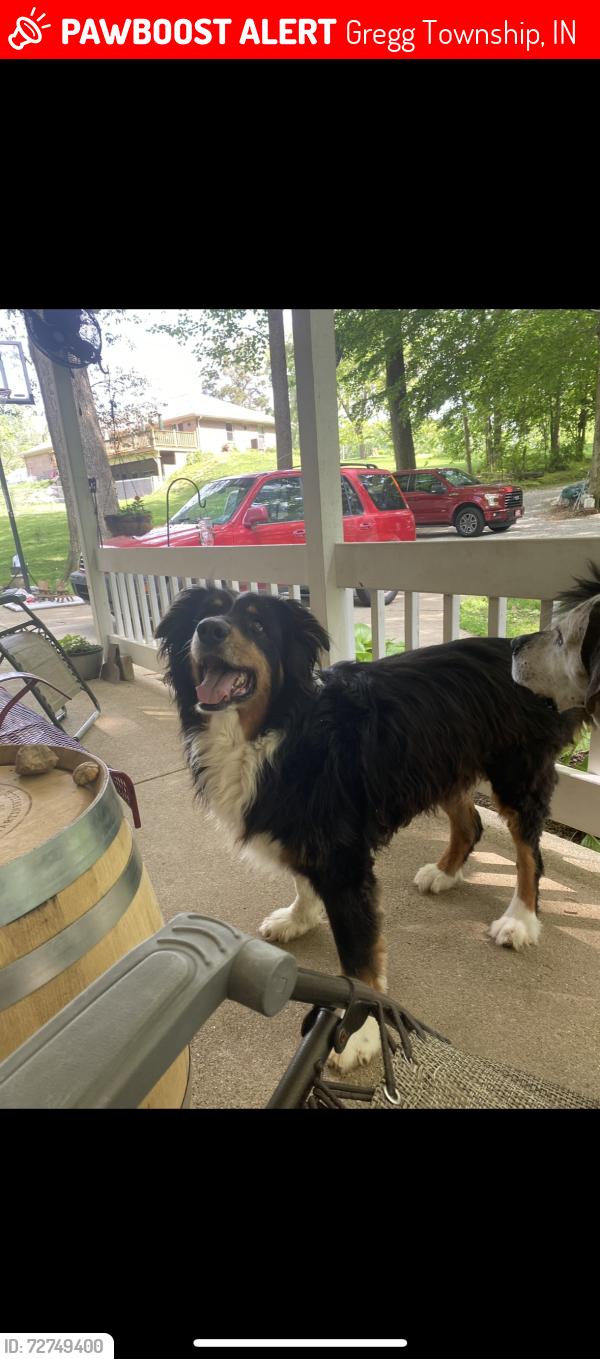 Lost Male Dog last seen Hebymont, Wilbur, briarhopper, Gregg Township, IN 46157