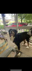 Lost Male Dog last seen Hebymont, Wilbur, briarhopper, Gregg Township, IN 46157