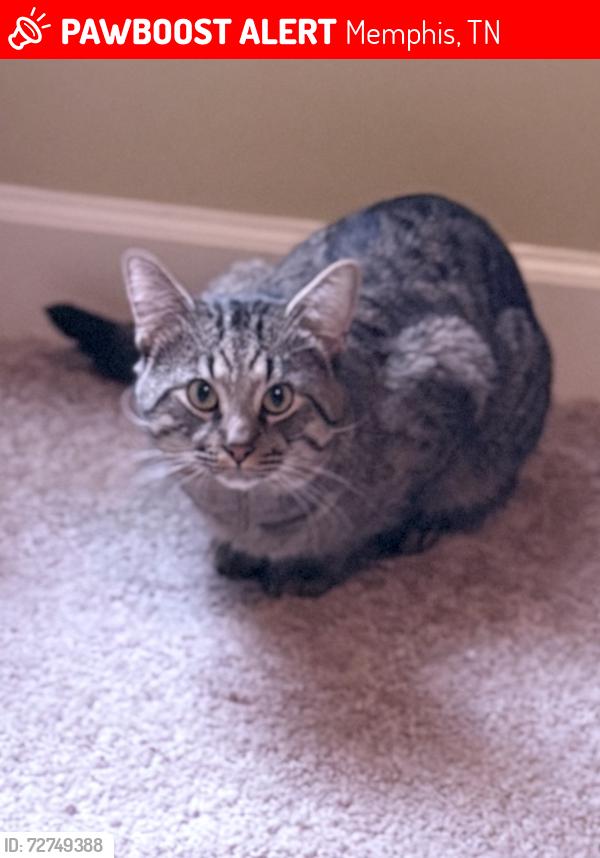 Lost Male Cat last seen Hacks Crossing Subdivision , Memphis, TN 38125