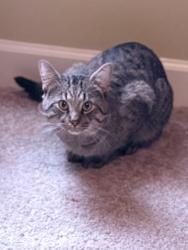 Lost Male Cat last seen Hacks Crossing Subdivision , Memphis, TN 38125