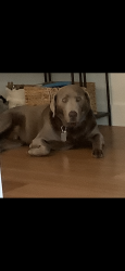 Lost Male Dog last seen Near may rd , el sobrante , Richmond, CA 94803