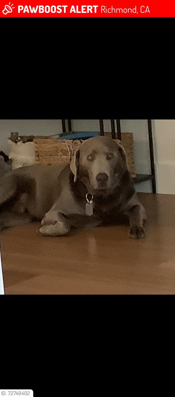 Lost Male Dog last seen Near may rd , el sobrante , Richmond, CA 94803