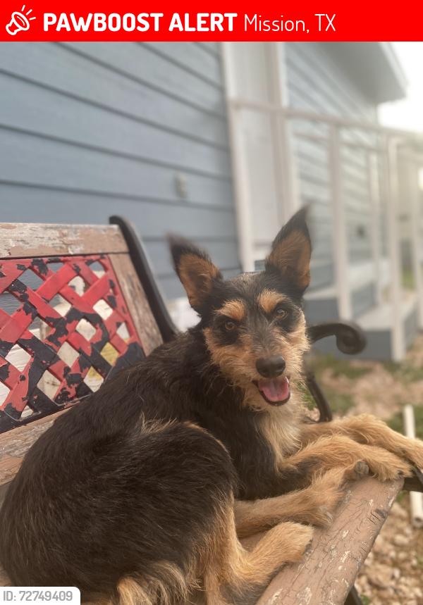 Lost Female Dog last seen Doffing Road and 3 Mile Line near Santa Fe Cemetery , Mission, TX 78574