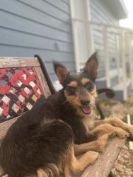 Lost Female Dog last seen Doffing Road and 3 Mile Line near Santa Fe Cemetery , Mission, TX 78574