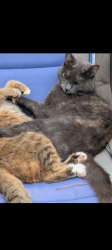 Lost Female Cat last seen Chaney Thompson , Huntsville, AL 35803