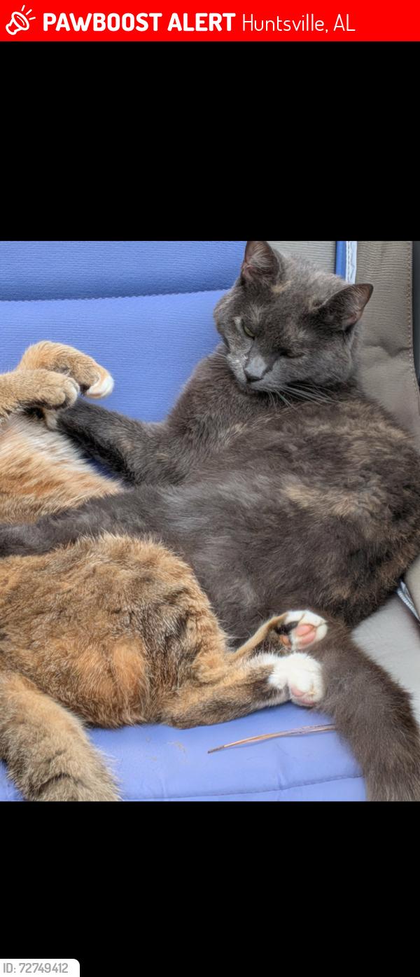 Lost Female Cat last seen Chaney Thompson , Huntsville, AL 35803