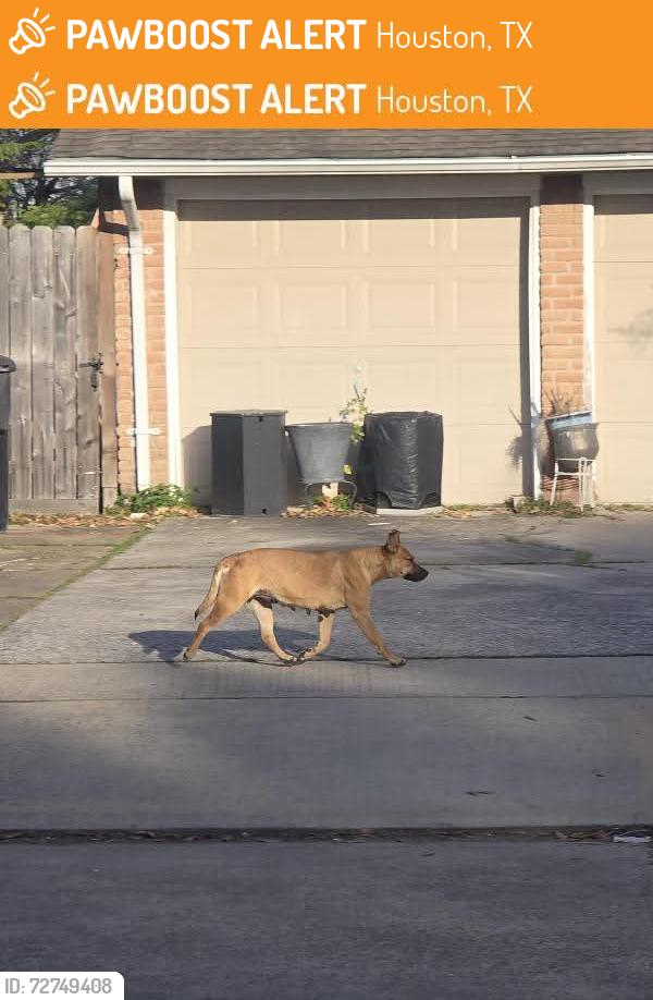 Found/Stray Female Dog last seen Near , Houston, TX 77045