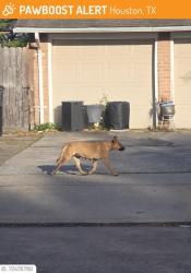 Found/Stray Female Dog last seen Near , Houston, TX 77045