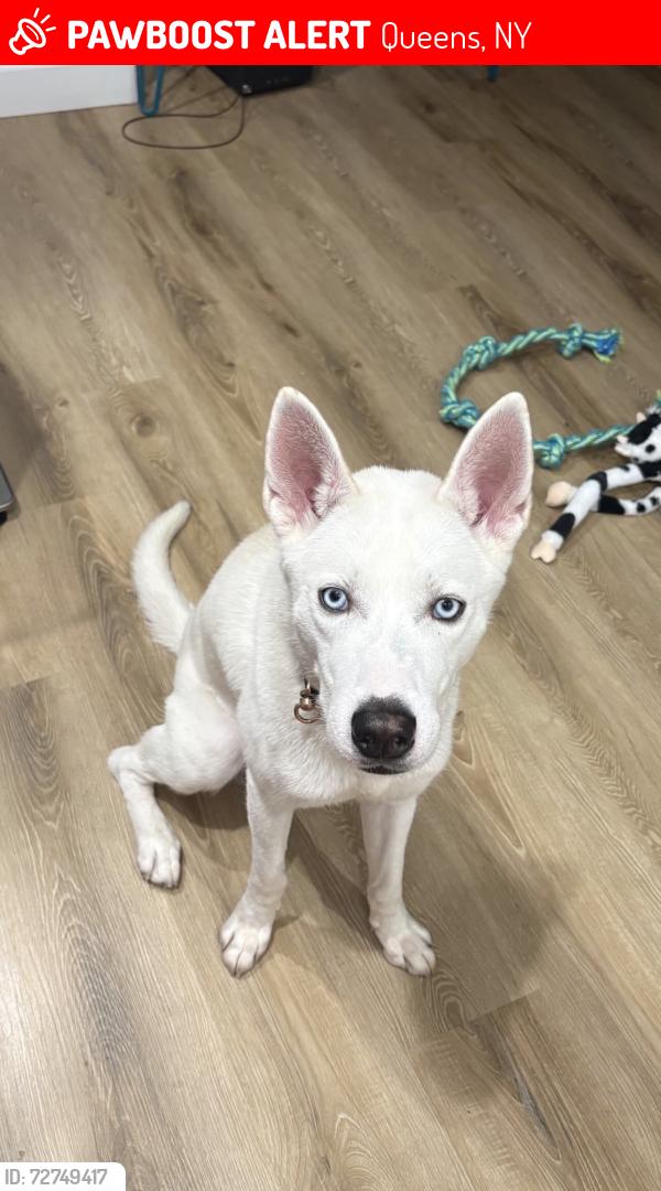 Lost Male Dog last seen Woodside Queens , or in the Queens area, Queens, NY 11377