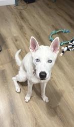 Lost Male Dog last seen Woodside Queens , or in the Queens area, Queens, NY 11377