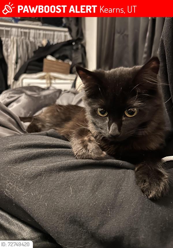 Lost Female Cat last seen w 4715 s , Kearns, UT 84118