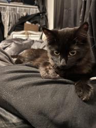 Lost Female Cat last seen w 4715 s , Kearns, UT 84118