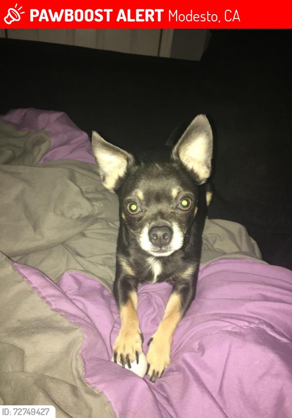 Lost Male Dog last seen Marathon Modesto Gas next to Outback on Sisk Road, Modesto, CA 95350